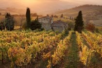 Wine making and Tuscany