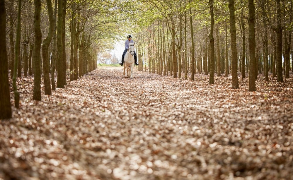 Horseback Riding Experience, Wine tasting, and San Gimignano